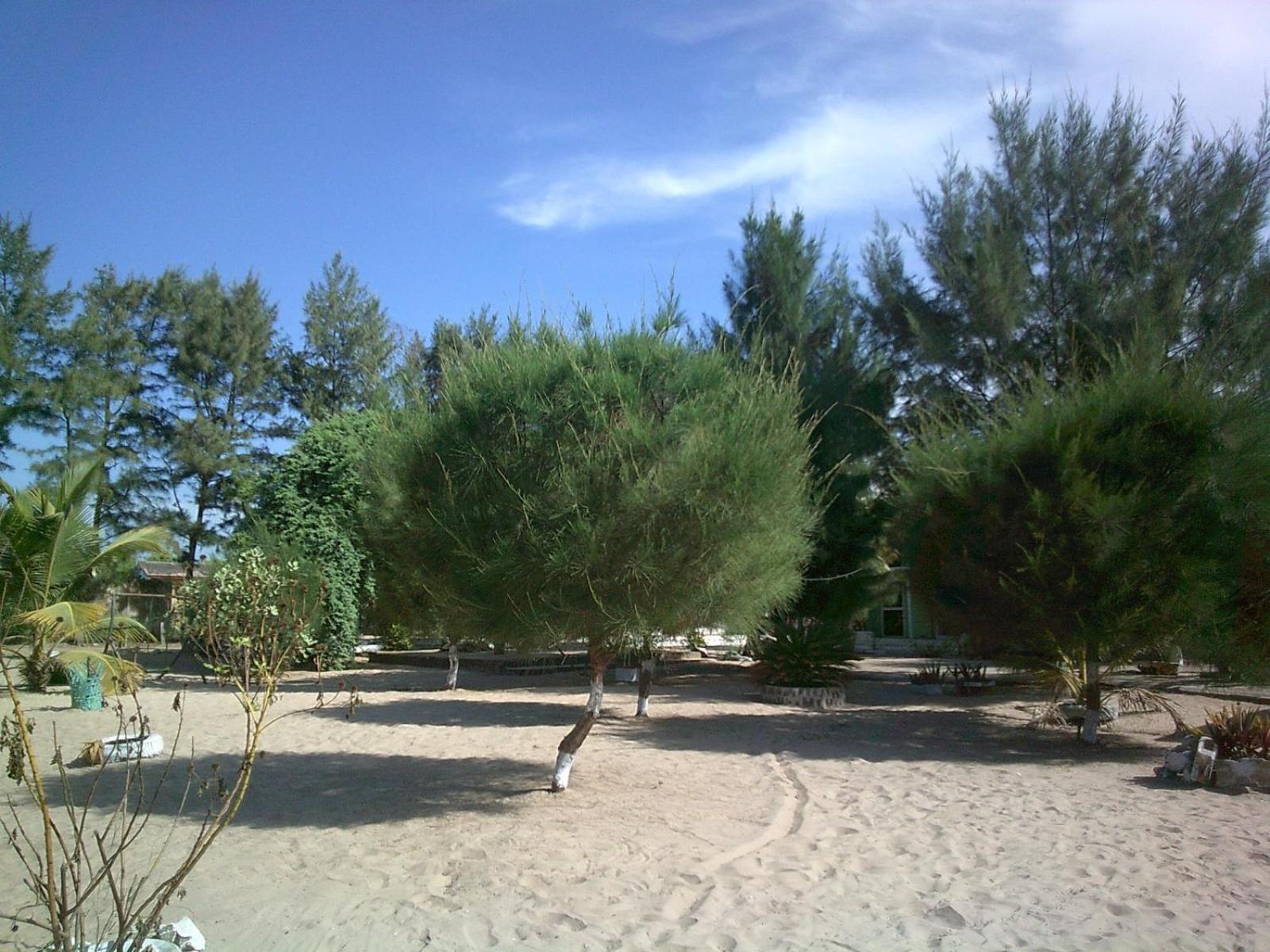 Mangrove Beach Sanyang Exteriér fotografie