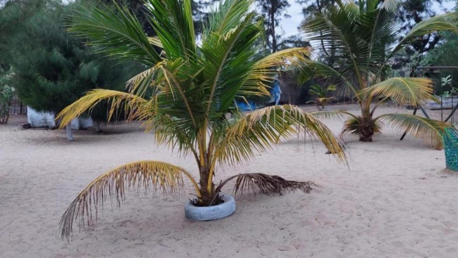 Mangrove Beach Sanyang Exteriér fotografie
